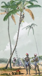Gathering coconuts for the preparation of Toddy in India