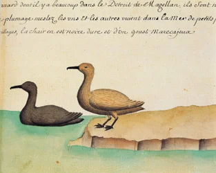 Geese, Strait of Magellan, watercolour from log book by Jacques Gouin de Beauchesne, captain of Compagnie royale de la Mer du Sud, from 1698 to 1701
