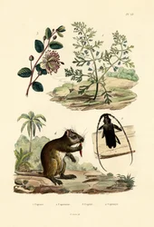 Goatweed