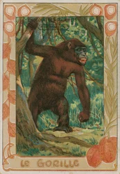 Gorilla