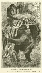 Gorillas Building a Shelter (engraving)