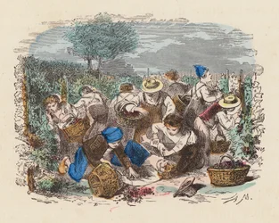 Grape picking in a vineyard