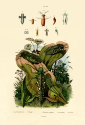Grasshoppers