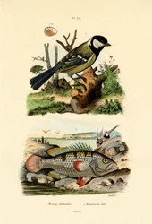 Great Tit