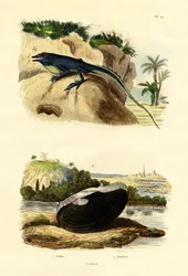 Green Anole, 1833-39