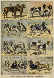 Gun dogs