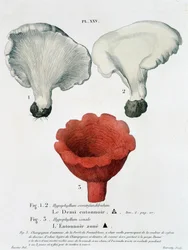 Half funnel and funnel zoned in Jean Jacques Paulet 