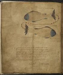 Illustration of the Constellation Pisces, from 