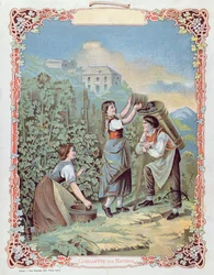 Harvesting Grapes, from a calendar, c.1880