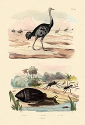 Herald Snail, 1833-39