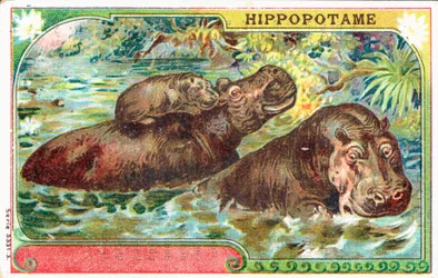 Hippopotamus Family