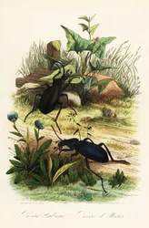 Huge violet ground beetles, Carabus scabrosus