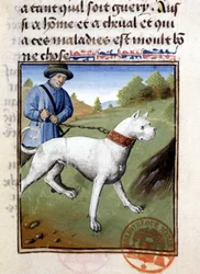Hunting Dog Held on a Leash - in Book of Hunting by Gaston Phoebus, Count of Foix, Lord of Béarn