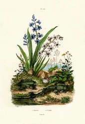 Hyacinth Flower