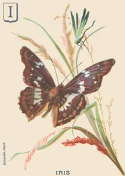 Iris (Apatura iris or Great Mars changing)