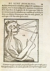 Illustration from De Homine Figuris by Rene Descartes, published in The Hague, 1662