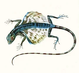 Illustration of the gliding lizard - Draco Volans, 1831