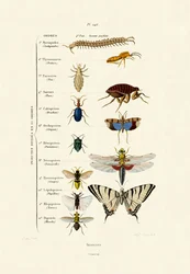 Insects