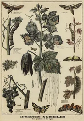 Insects harmful to grape vines
