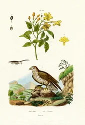 Jasmine
