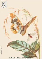 Indian Kallima (Cethosia biblis)
