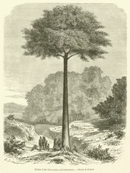 The Milk Tree, Brosimum Galactodendron (engraving)