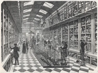 The School of Medicine of Paris - The Gallery of Comparative Anatomy - Engraving in 