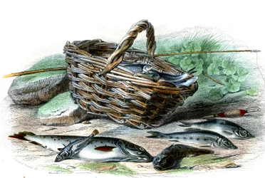 La trout (Salmo Trutta), le cotte Chabot (Collus Chabraea), l