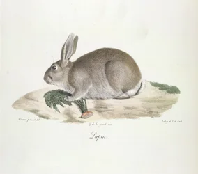 Rabbit, from Histoire Naturelle des Mammifères