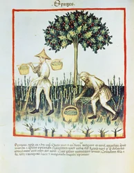 Asparagus Pickers from Tacuinum sanitatis, by Ibn Butlân
