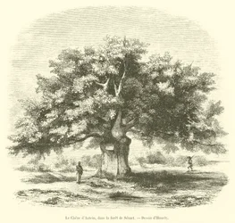 The Oak of Antein, in the Forest of Senart (engraving)
