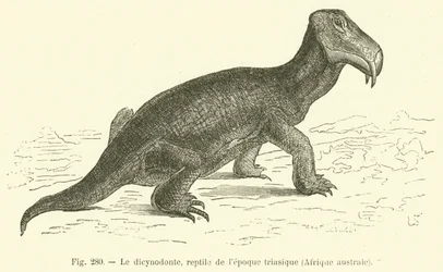The Dicynodont, Reptile of the Triassic Period, Southern Africa