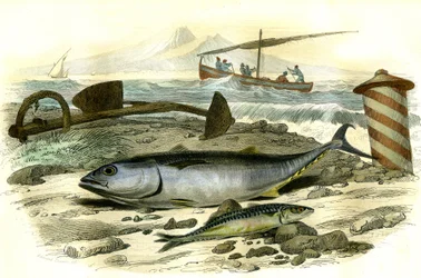 The tuna (Scomber Thynnus), the mackerel (Scomber Scombrus) - Plate extracted from Natural History by Bernard Germain de Lacepede, edition P. Furme, Paris