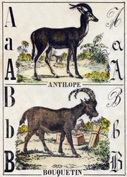Letter A Antelope; B Ibex. Engraving in 