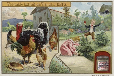 Liebig card featuring poultry