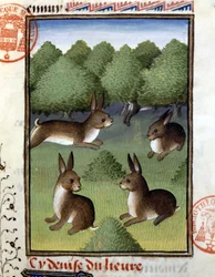 Hares - in Hunting Book of Gaston Phoebus, Count of Foix, Lord of Béarn