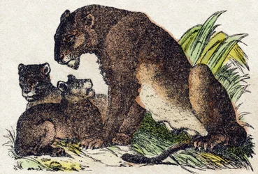 Lioness. Engraving in 
