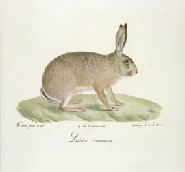 Common Hare, from Histoire Naturelle des Mammifères
