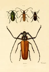 Long-horned Beetles