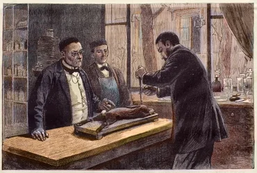 Louis Pasteur experimenting on a chloroformed rabbit during his search for a cure for rabies