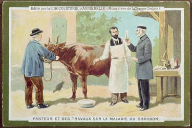 Louis Pasteur Investigating Anthrax, Advertising Card from the Chocolaterie d