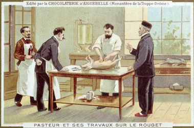 Louis Pasteur Working on the Investigation of Measles, Advertising Card for the Chocolaterie d