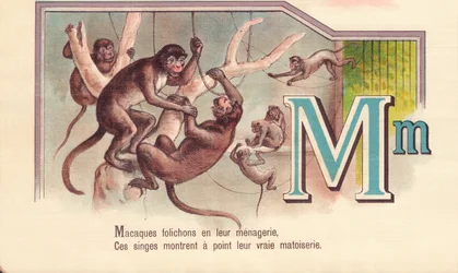 Macaques leaflets in their menagerie, These monkeys show their true matoiserie