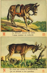 M as Mulet and N as Nangueur