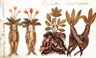 Mandrake, Ginger, Luna Campana