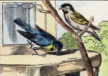 Titmouse (Engraving in "Buffon Alphabet des Oiseaux n 1")
