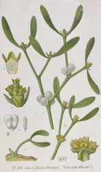 Mistletoe
