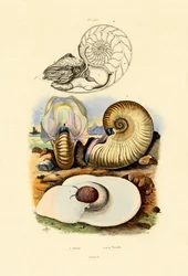 Moon Snail