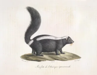 Skunk, from 
