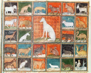 The Properties of Beasts: The Mammals, from Le Livre des Proprietes des Choses by Jean Cordichon